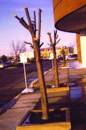 I said TRIM the trees!!!!!!: True story! The store manager of this Kohl's in a suburb of Chicago asked a maintenance worker to trim all the trees out front. This is what he got! Doh!