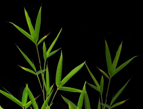bamboo